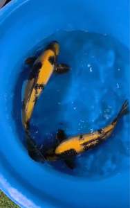 🇯🇵 Japan Marusei Farm Ki Utsuri 55cm / 46cm | Premium Japanese Koi | RM2800 Each | Shipping RM60