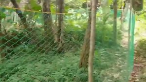 20M/50M/100M Chicken Net Range Net For Chicken Lambat Outdoor Fishing Net Poultry Net Ranging Net