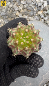 Gymnocalycium Mihanovichii. ID: Neon / Gymnocalycium Variegated / Cactus Succulents / Kaktus Sukulen
