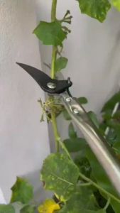 4 เมตร SK5 กรรไกรตัดกิ่ง กรรไกรแต่งกิ่ง กรรไกรตัดกิ่งด้ามยาว ดีไซน์ร่องซิกแซก ประหยัดแรงงาน ไม่ล solo กรรไกรตัดแต่งกิ่ ปรับหดได้ 3 เมตร กรรไกรตัดกิ่งไม้ กรรไกรตัดกิ่งไม้ด้ามยาว ตัดกิ่งไม้ เลื่อยกิ่งไม้ เลื่อยตัดกิ่ง สแตนเลสอย่างหนา