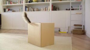 Purina ONE Cat Dry Food Kibbles Biscuit 380g