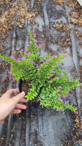 Cây Cẩm Tú Mai - Tổng thể tầm 20-30 cm - Chịu nắng tốt cho hoa đẹp!