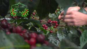 1Kg Cà Phê Arabica Nhà Núi – Nhẹ Nhàng Mà Sâu Lắng | Tận Hưởng Hương Vị Sống Chậm