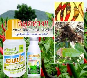 ปุ๋ยน้ำเอมม่า 1000 cc 1 ขวด ป้องกันการเกิดเชื้อราในพืช ปุ๋ยเคมีเอมม่า สูตรเข้มข้น เพิ่มความแข็งแรงให้กับพืช