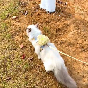 Pet Vest Harness With Backpack Tali Kucing Berjalan Traction Rope Anti Strike Adjustable Pet Supplies Outdoor Sports Breathable Comfortable Accessories 小背包胸背牵引绳 ( BNO 008 )