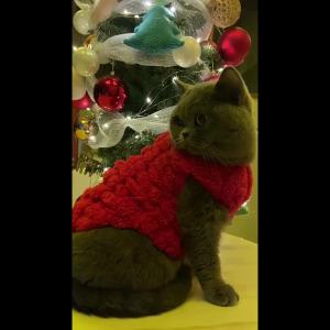 Cozy Fleece Cat Clothes Autumn Winter Warm Vest Swater For Puppy Kitten Jacket Apparel Soft Yorkie Sphynx Cats Rabbit Costume