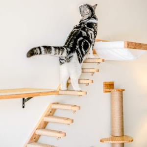 Teeker mèo cưng tường leo núi Kệ mèo người leo tường 4 bước leo cầu thang treo tường thang với sisal gãi dây hoàn hảo tường đồ nội thất cho đậu