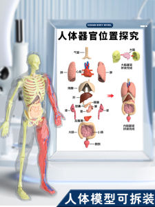 Mô Hình Cơ Thể Con Người Có Thể Tháo Rời Mô Phỏng Cơ Quan Nội Tạng Xương Sọ Giáo Dục 3D Đồ Chơi Giáo Dục Cho Trẻ Em