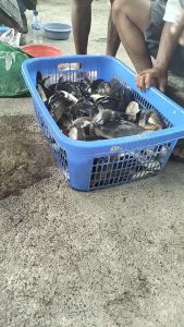 Essensi Biang Murni 30ml: Aromatik & 100% Murni