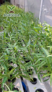 Agrivida - Aneka Benih Sayuran Buah Unggulan All Varian