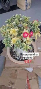 Adenium Kemboja Bonsai ID:937/富贵花