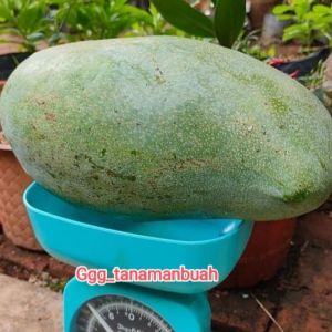 Bibit Mangga Mahatir: Hasil Okulasi Cepat & Berbuah