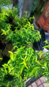 Mai chiếu thủy bonsai mini Tặng phân tan chậm.
