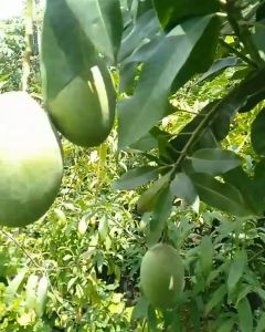 BIBIT MANGGA MANALAGI MADU Aneka Bibit Unggul NIRWANA