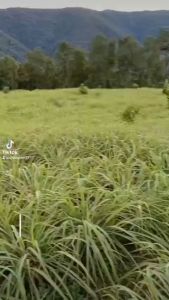 Tinh dầu sả/bạc hà/ xá xị/tràm/bưởi/quế nguyên chất 100ml giúp thơm phòng thư giãn khử mùi thanh lọc không khí tạo không gian tươi mát- sunstore17