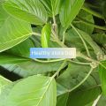 Daun Talingkup Segar Per 500 Gram. 
