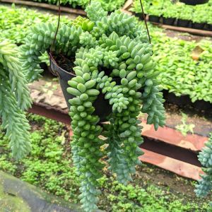 Tanaman Hias Gantung kaktus Anggur Sukulen Air Mata Ibu Donkey Tail
