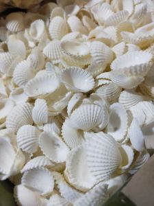 Cangkang kerang hias - cangkang dara - dara kecil - 100 gr - cangkang kerang Jogja