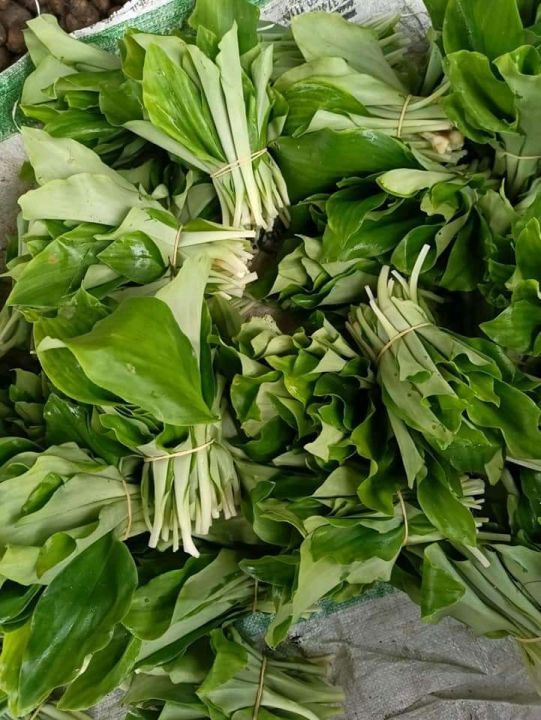 Daun kencur 100 gram