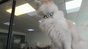 【SG Stock】Cat Collar QR Code Network Name Brand To Prevent Loss Waterproof Breakaway Safety Buckle Collar for Kitten