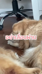 Dr. Shiba 6 สูตร (อาหารเสริม 4กระป๋อง และ Salmon Oil + Breezy Breath Bundle Pack (6 ผลิตภัณฑ์ในแพ็คเดียว) เลือกรสชาติได้