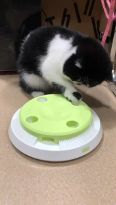 DEARYOYO Cat Toy Durable Electric Smart Flutter Rotating Kitten Indoor Exercise Toys Replaceable Feather Fun Interactive Cat toys