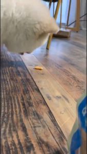 Furiri Crispy Chicken Egg Yolk Rolls 100g Molar Teeth Training Dog Snacks Dog Food Dog Biscuits Pets Food Dog Treats