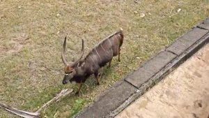 กล้องส่องทางไกล Celestron Outland X 10x42 กล้องเดินป่า ดูคอนเสิร์ต พร้อมส่ง