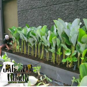 TANAMAN HIAS PISANG KALATEA LUTEA / BIBIT PISANG CALATHEA LUTHEA
