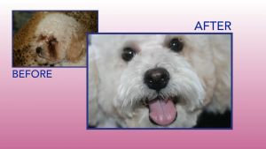 Viên Nhai Mềm Ngăn Ngừa Loại Bỏ Chảy Nước Mắt Cho Chó Mèo Angels Eyes Natural Tear Stain - hủ 120 viên