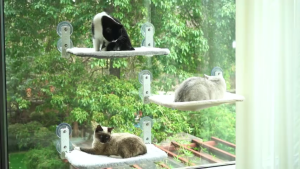 KELETOOL Cat Window Perch Seat Hammock Foldable Hammock with 4 Strong Suction Cups Easy to Assemble and Cat Wand Cream