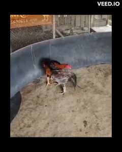 VIP สีขาว ไข่ไก่ชนก๋อยกัดทุบ เจ้าหมึก สายเลือดดี คลิปพ่อพันธุ์