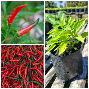 ต้นพริกแดงจินดา ชุด 3 ถุง (ได้ 10-12 ต้น) พร้อมปลูก ลูกดก สามารถเก็บเกี่ยวได้นาน