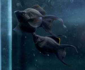 🔥NEW | BLACK BEAUTY🔥🖤🇻🇳 SUPER-BLACK Balloon Molly Fish Pair (TOP PREMIUM GRADE)