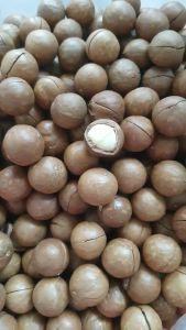 500gr hạt mắc ca to đều loại 1 (đã sấy chín tặng kèm khui) đảm bảo không hôi dầu hàng mới sấy