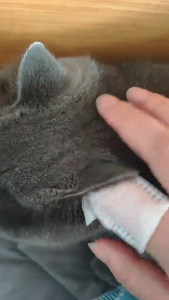 Best Seller PETS DENTAL FINGER WIPES 50pcs | Dog and Cat Finger Wipes | Natural Plant Extract | Freshens Breath | Helps Maintain Oral Pets Hygiene | Non-Woven Finger Cleaning Wipes | Cleans Pet Teeth | Effectively Removes Tartar | Prevents Dental Disease.