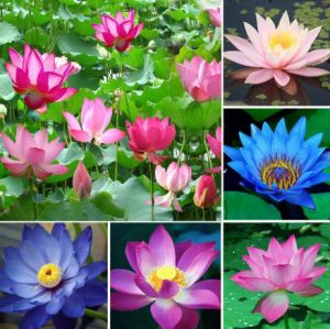 [Fast Delivery] Bonsai Lotus Water Lily Flower Seeds - Perfume Blue Lotus - 10/50/100Pcs - Germination in 1 Week