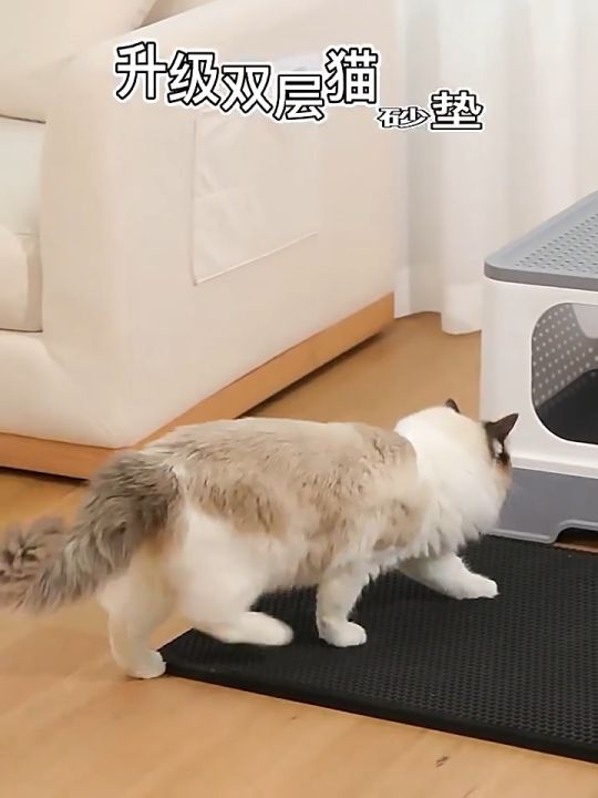 4 อันดับ แผ่นดักทรายแมว ยี่ห้อไหนดี? อัปเดตปี 2025 เพื่อบ้านสะอาด ไร้ทรายเลอะ!