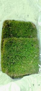 Rumput Hias Jenis Jepang Sudah Hidup Hijau Segar