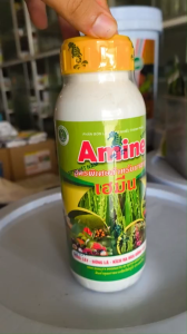 KÍCH THÍCH RA BÔNG ĐỒNG LOẠT-AMINE  ( THÁI LAN )