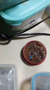 เทปกาวกันความร้อน เทปทนความร้อน/ของแท้ ราคาที่สะดวก