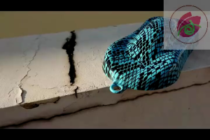 Film carbon nhúng WATER TRANSFER FILM chuyển nước vân DA RẮN ĐEN BLACK SNAKE SKIN Z029Samurai - khổ 05 x 1 mét