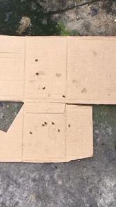 Thuốc diệt ruồi sinh học Nhật Bản Kane Pro diệt trứng ruồi hạn chế ruồi sinh sản chuyên dùng cho nhà hàng quán ăn an toàn cho người