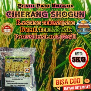 (5KG) Benih Padi CIHERANG SHOGUN bibit padi unggul dengan bulir terbsnyak