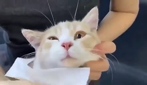 Pet Wet Tissue Pet Wipes Pet Wet Wipes Cat Wet Tissue Dog Wet Tissue Tisu Basah Kucing Wet Tissue Kucing 宠物湿巾猫咪狗狗 Cat Wipes Tisu Basah Haiwan Peliharaan Tisu Haiwan Peliharaan Tisu Basah Haiwan Peliharaan Tisu Basah Kucing Tisu Basah Anjing