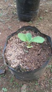 Pohon Sudah Berbuah Bibit Terong Unggul