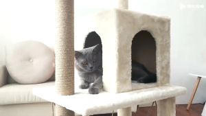 Cat climbing frame Ready Stock cat tree house  Luxury Double Space Capsule Cat Nest Multifunctional Integrated 猫爬架