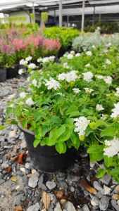 เทรลิ่งไวท์ กระถาง 11 นิ้ว ผกากรองหอม (กทม)