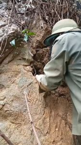 Mật ong đá cúc phương nguyên sáp ( Mật mới 2024)