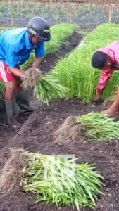 Benih Kangkung Cabut Darat Super Serimpi 1 Kg Asli Panah Merah